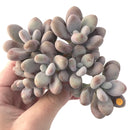 Graptopetalum 'Amethystinum' Cluster 6" Rare Succulent Plant