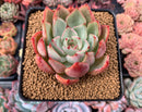 Echeveria 'Strictiflora Nova' Hybrid 4" Succulent Plant