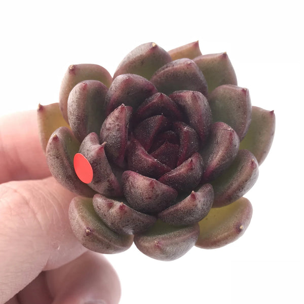 Echeveria Black Queen 2” Rare Succulent Plant