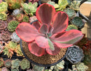 Echeveria 'Angel Wings' Variegated 4"-5" Succulent Plant