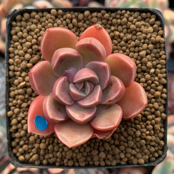 Echeveria 'Moralbi' 1" Succulent Plant