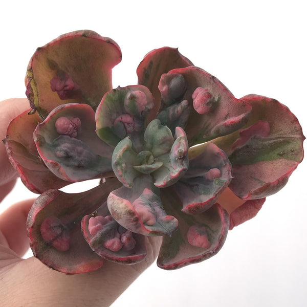 Echeveria 'Beyonce' Hearts Delight Variegated 4" Rare Succulent Plant