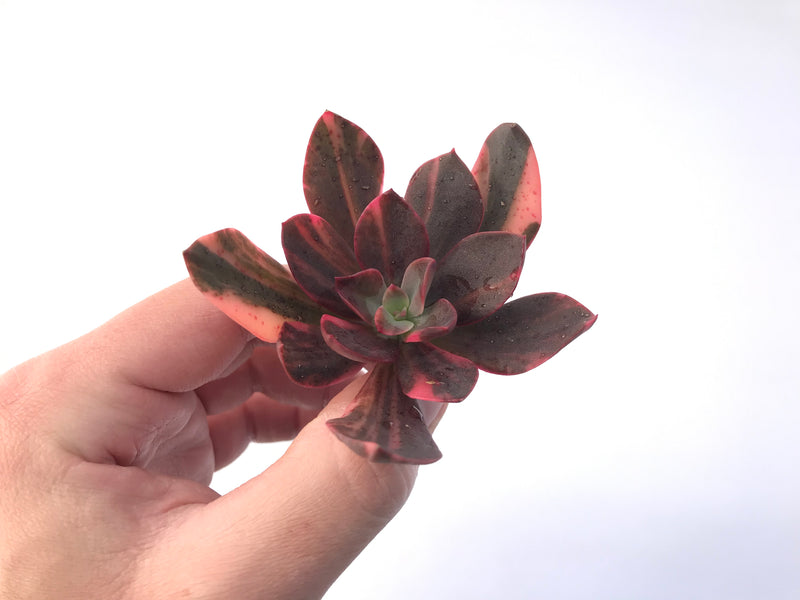 Echeveria 'Hanaikada' Variegated 3" Succulent Plant