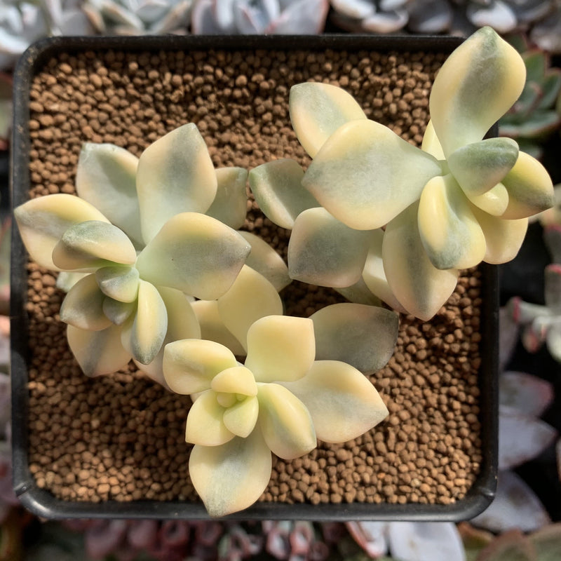 Graptoveria 'Titubans' Variegated 3" Cluster Succulent Plant