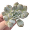 Echeveria 'Exotic' Laui x Topsy Turvery Hybrid 3" Powdery Succulent Plant