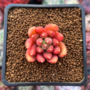 Pachyphytum Compactum 'Pink Glaucum' 1" Succulent Plant