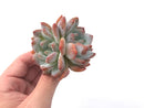 Echeveria 'Elegans Potosina' 2" Powdery Succulent Plant