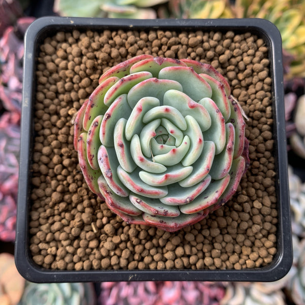 Echeveria 'Moon Harvest' 2" Succulent Plant