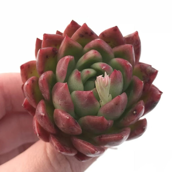 Echeveria Sp 2” Rare Succulent Plant