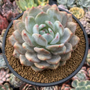 Echeveria 'Orange Monroe' 4”-5" Powdery Succulent Plant