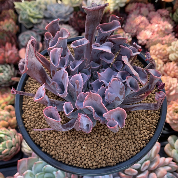 Echeveria 'Trumpet Pinky' 5" Large Succulent Plant