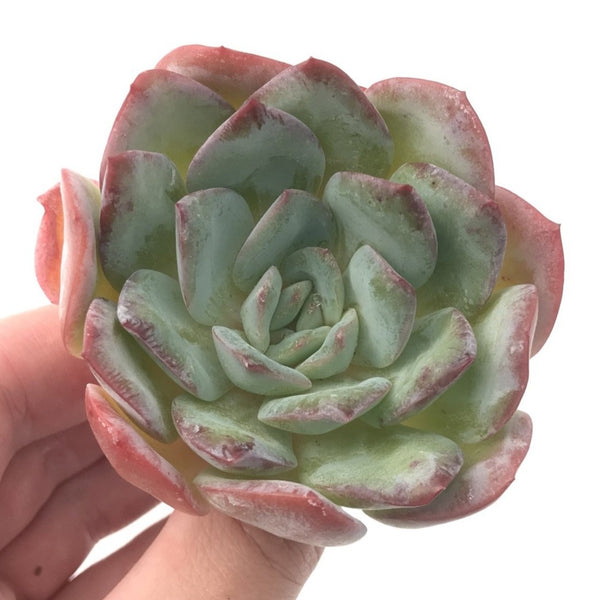 Echeveria 'Polshi' 2"-3" Succulent Plant