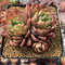 Echeveria Agavoides 'Denteulajjaem' 4" Cluster Succulent Plant