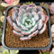 Echeveria 'Icy Purple' 2" Powdery Succulent Plant