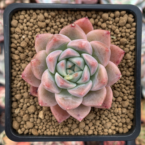 Echeveria 'Colby' 2" Succulent Plant