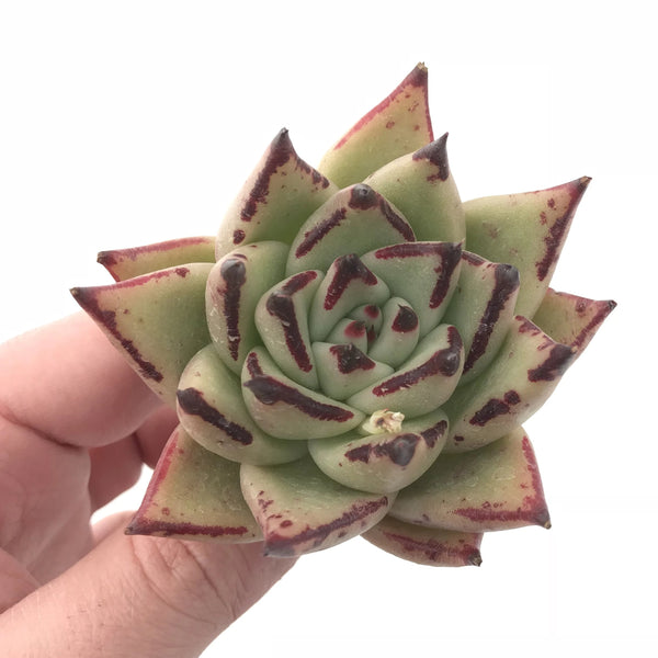 Echeveria Agavoides Ebony 2"-3” Rare Succulent Plant