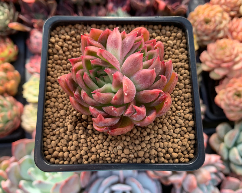 Echeveria Agavoides 'Angel Star' 3" Succulent Plant