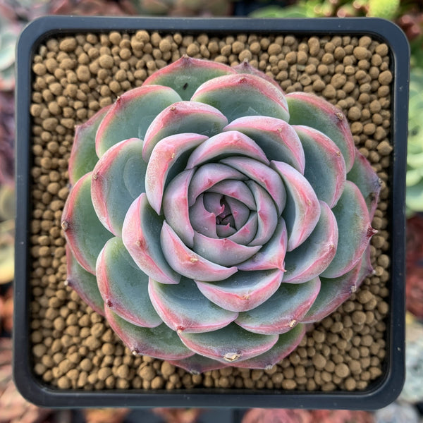 Echeveria 'Silhouette' 3"-4" Succulent Plant