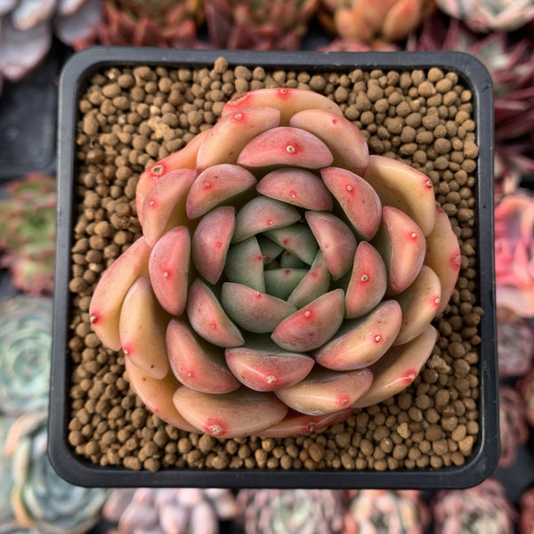 Echeveria Agavoides 'Timmo' 2" New Hybrid Succulent Plant