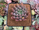 Pachyphytum 'Angels Finger' 2" Succulent Plant