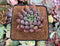 Pachyphytum 'Angels Finger' 2" Succulent Plant