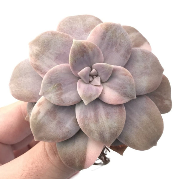 Quetzalcoatlia 'Pentandra Superba' Variegated 2"-3" Succulent Plant (Formerly Graptopetalum 'Pentandrum Superbum' Variegated)