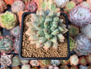 Pachyphytum Compactum 'Glaucum' 3" Succulent Plant