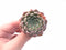 Echeveria Sp. 2" Small Rare Succulent Plant