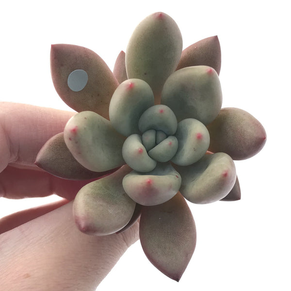 Graptoveria 'Ruby Donna' 2" Succulent Plant