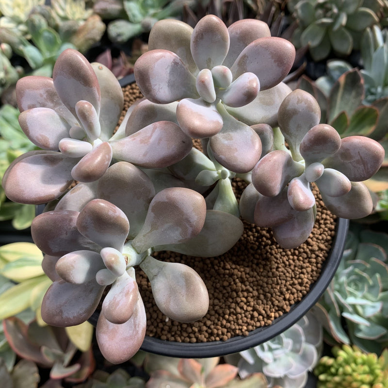 Graptopetalum 'Amethystinum’ 3” Cluster Succulent Plant