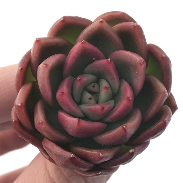 Echeveria Agavoides 'Cagliari' 1" Succulent Plant