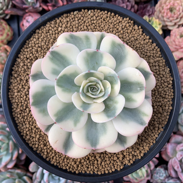 Echeveria 'Compton Carousel' Variegated 4"-5" Succulent Plant