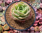 Echeveria 'Arenas' 3"-4" Succulent Plant