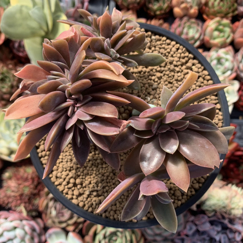 Graptoveria 'Fred Ives' Crested Cluster 4" Succulent Plant