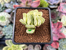 Haworthia Truncata Variegated 1"-2" Succulent Plant