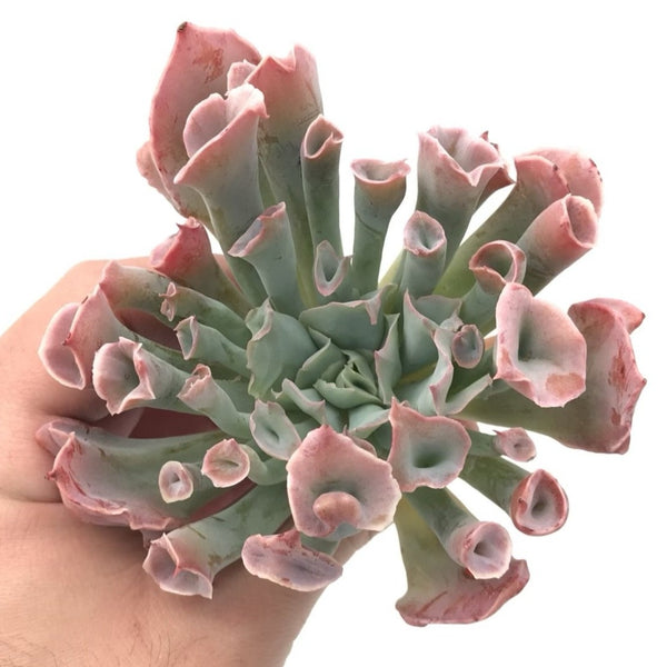 Echeveria 'Trumpet Pinky' 4" Large Rare Succulent Plant