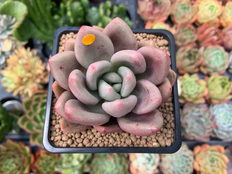 Graptoveria 'Ruby Donna' 2" Succulent Plant