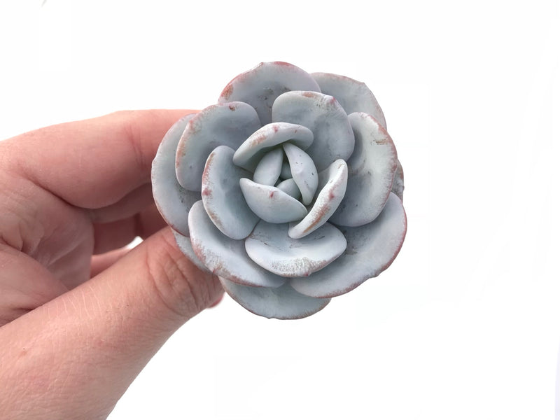 Echeveria Laui Wide Leaf 2”-3” Rare Succulent Plant