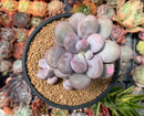 Pachyphytum Oviferum 'Moon Stone' 4" Cluster Succulent Plant