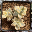 Graptoveria 'Titubans' Variegated 3" Cluster Succulent Plant