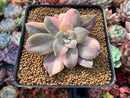 Quetzalcoatlia 'Pentandra Superba' Variegated 2" Succulent Plant (Formerly Graptopetalum 'Pentandrum Superbum' Variegated)