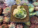 Echeveria 'Nicksana' Variegated 2" Succulent Plant