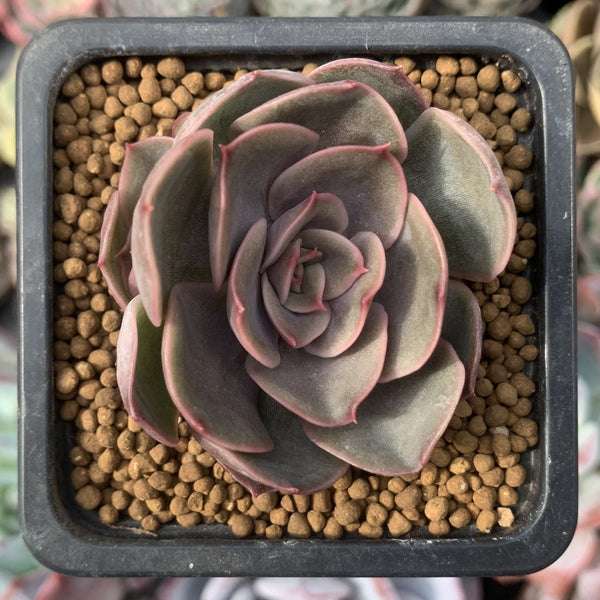 Echeveria 'Renoir' 2" Succulent Plant