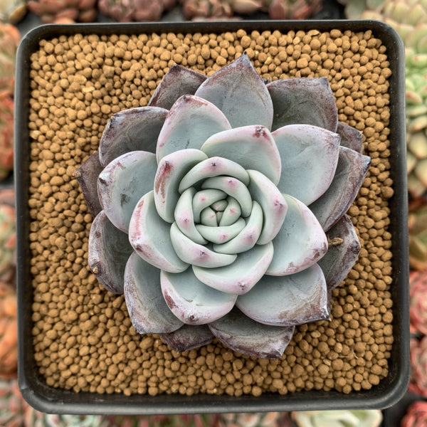 Echeveria 'Black Sabbath' 3" Powdery Succulent Plant