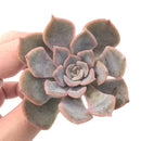 Echeveria 'Fiona' 2"-3" Succulent Plant