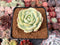 Echeveria sp. 2"-3" Succulent Plant