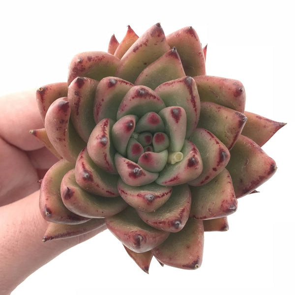 Echeveria Agavoides Maria Hybrid 3” Rare Succulent Plant