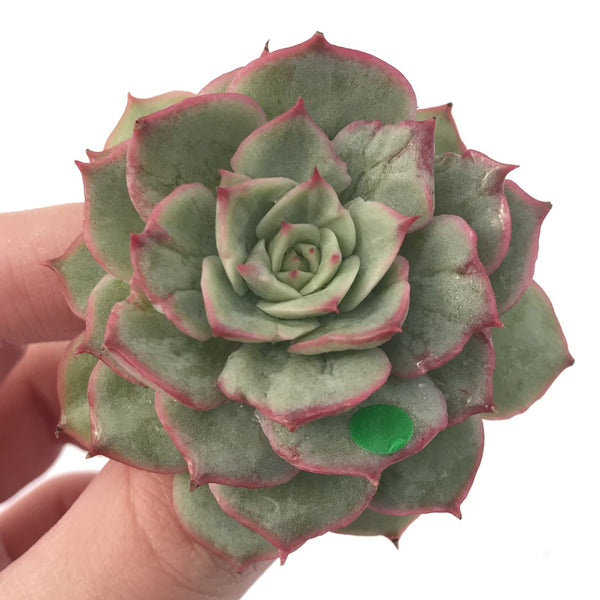 Echeveria ‘Ice Love’ Variegated 2” Succulent Plant