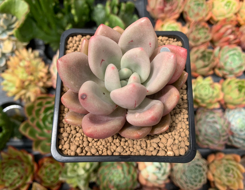 Graptoveria 'Ruby Donna' 2" Succulent Plant