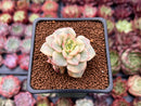 Sedeveria 'Rolly' Variegated 1" Succulent Plant